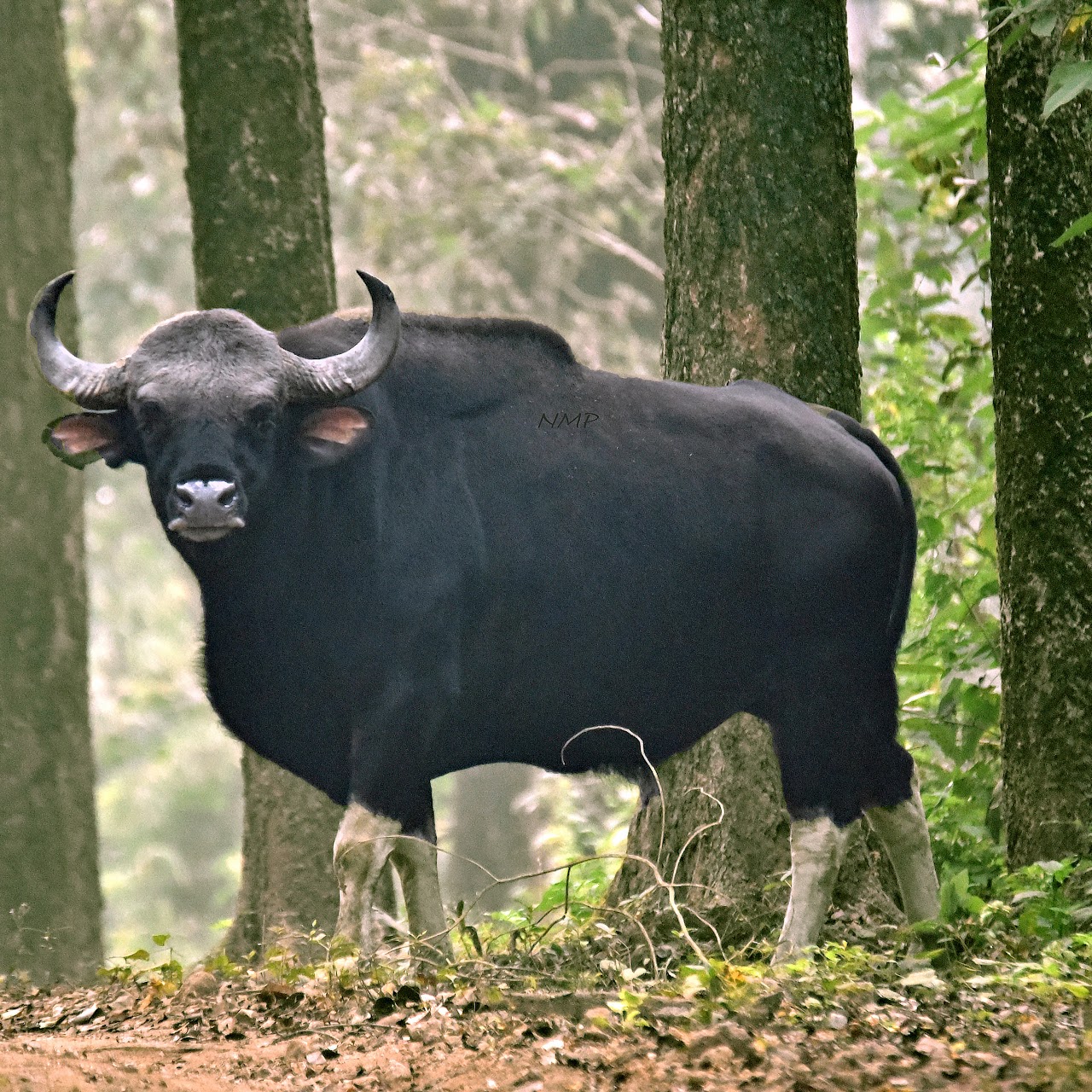 Indian bison 